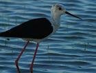 S'Albufera de Mallorca